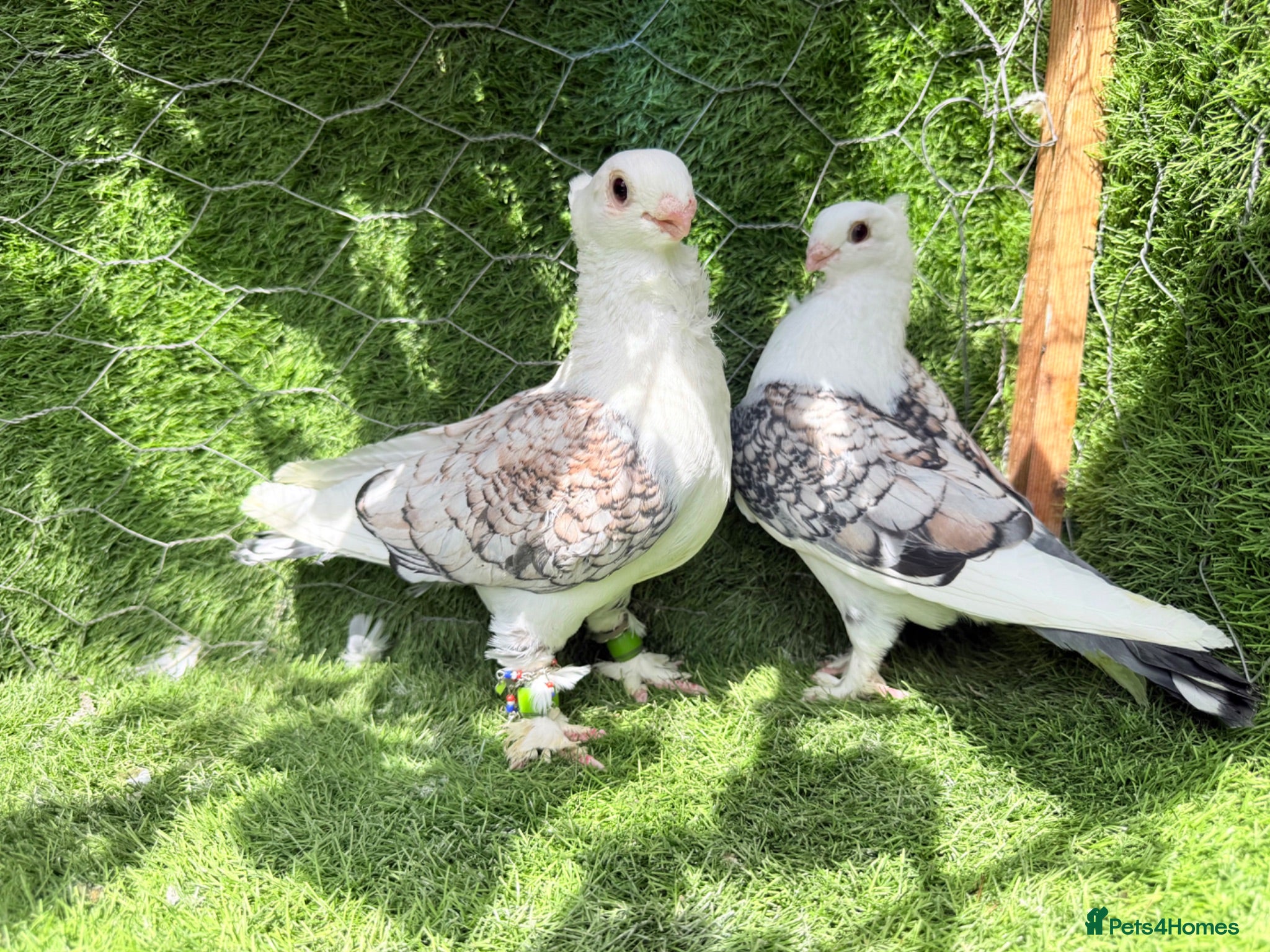 Pigeons birds Premium Breeding Pigeons Top Quality Pairs Availab - Advert 1