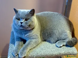 British Shorthair cats Stunning Import BSH Boy,GCCF&TICA active-for stud! in Mansfield - Advert 10