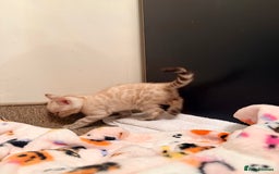 Bengal cats for sale: PURE BRED SNOW LYNX kittens 🐱 - Advert 13