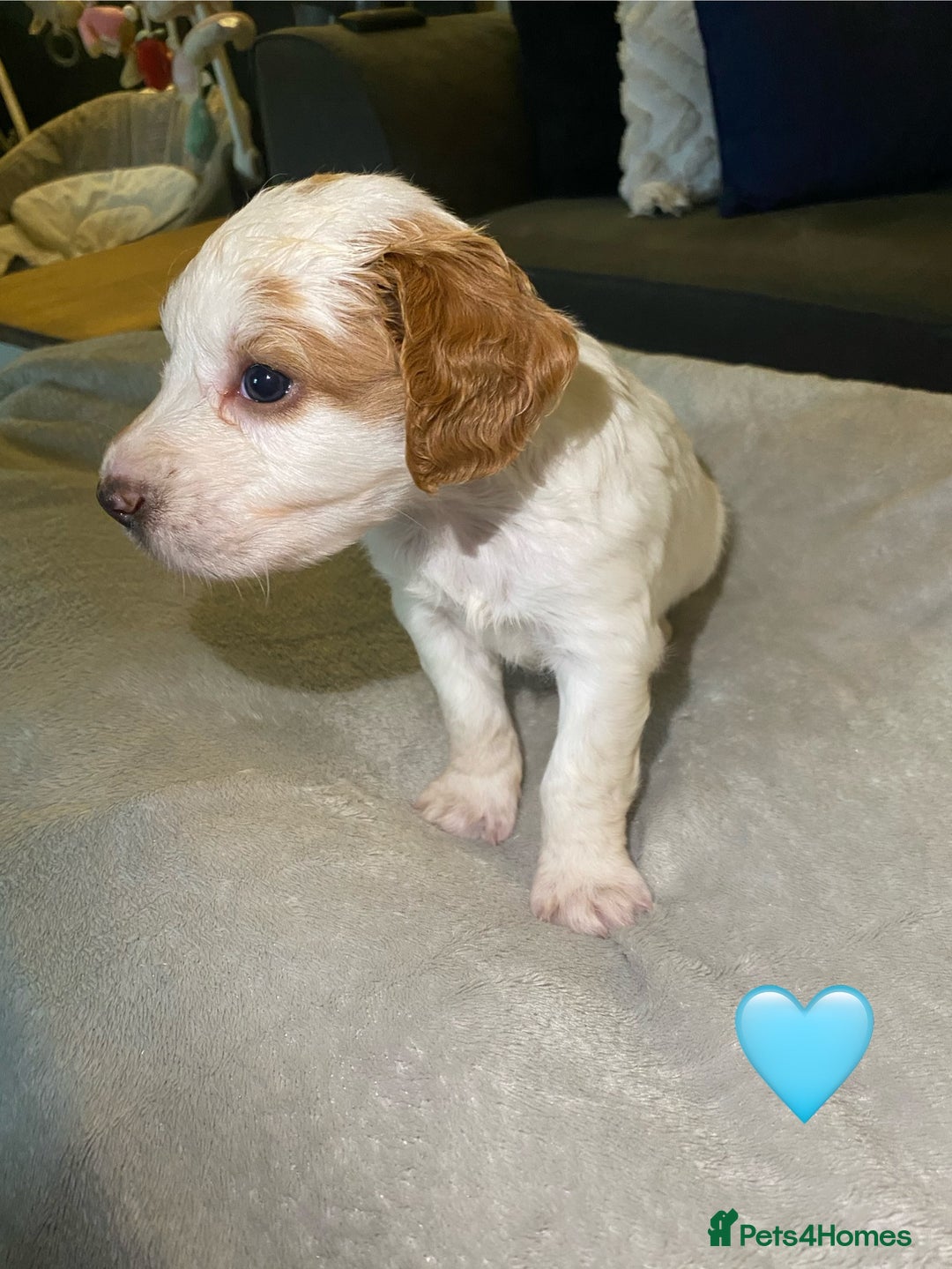 Cocker Spaniel dogs for sale: Cocker Spaniel Puppies  - Advert 13