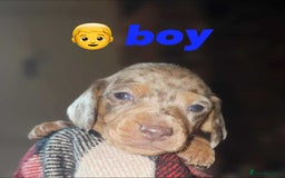 Miniature Dachshund dogs for sale: KC Mini Dachshund Dapple Girls & Boys and Tan Boy - Image 16