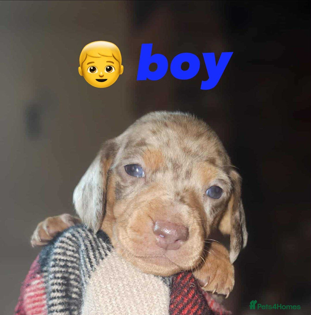 Miniature Dachshund dogs for sale: KC Mini Dachshund Dapple Girls & Boys and Tan Boy - Image 16
