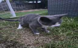 Mixed Breed cats for sale: Grey and white female kitten for sale - Image 2