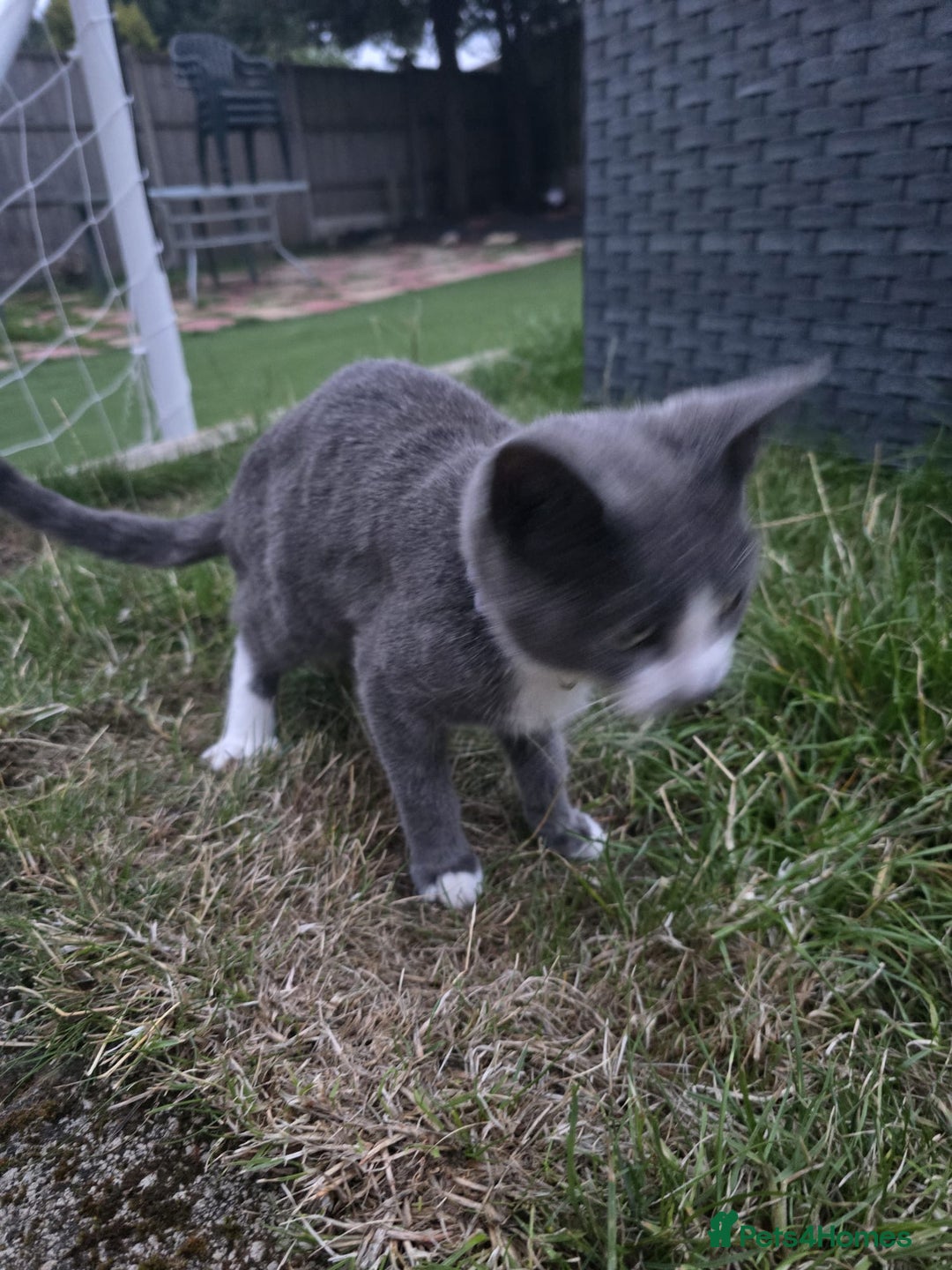 Mixed Breed cats for sale: Grey and white female kitten for sale - Image 2