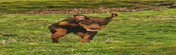 Dobermann dogs for sale: KC registered Dobermann pups - Advert 14