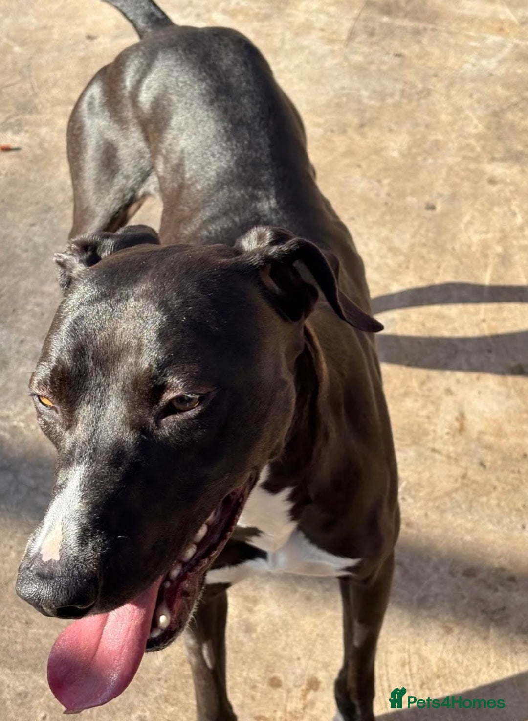 Lurcher dogs for adoption: Draco - Image 4