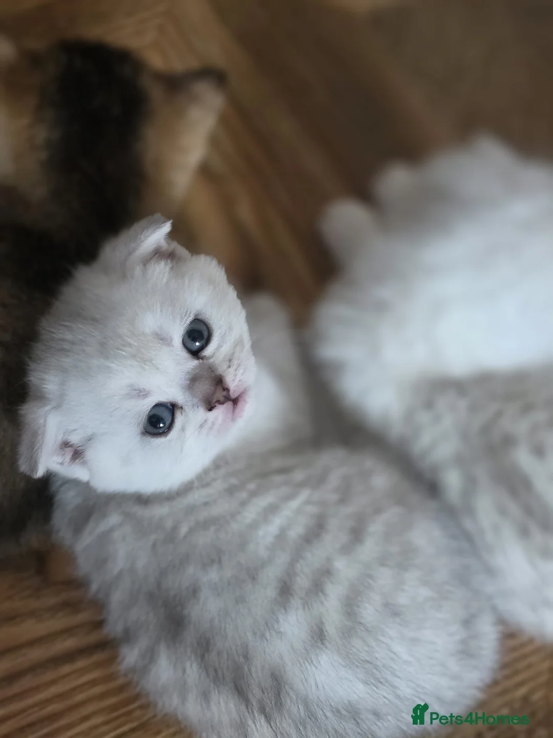 British Shorthair cats for sale: 💗SALE!🥰LAST 2 GIRL 😍Scottish fold😘🩵  - Advert 22