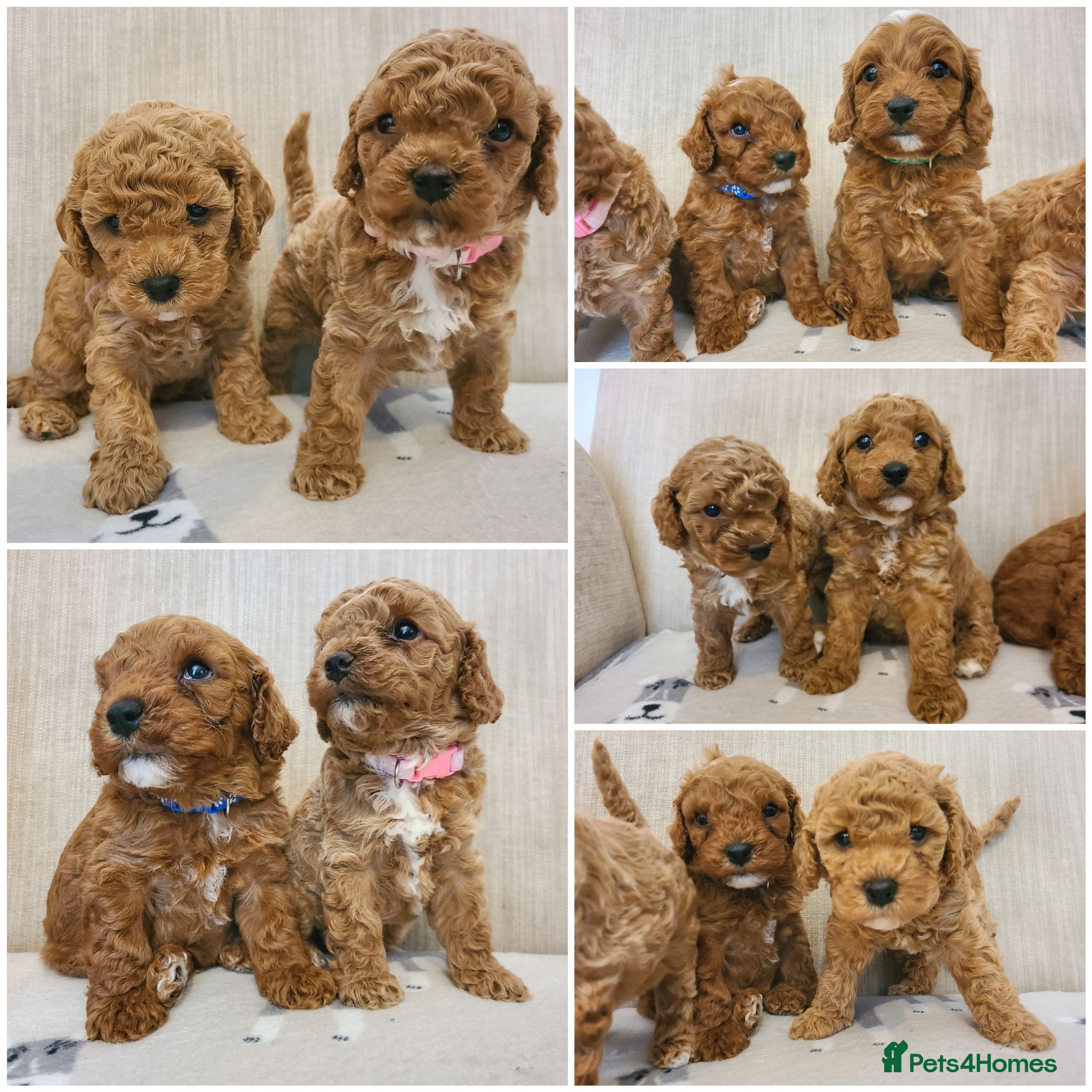 Cavapoo dogs Beautiful Red Cavapoo Puppies F1BB - Advert 2
