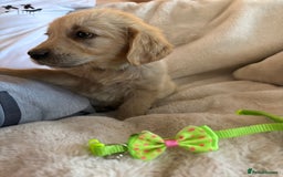Golden Retriever dogs for sale: Golden retriever puppies ready to go  NOW 🐶🐾🦴  - Image 27