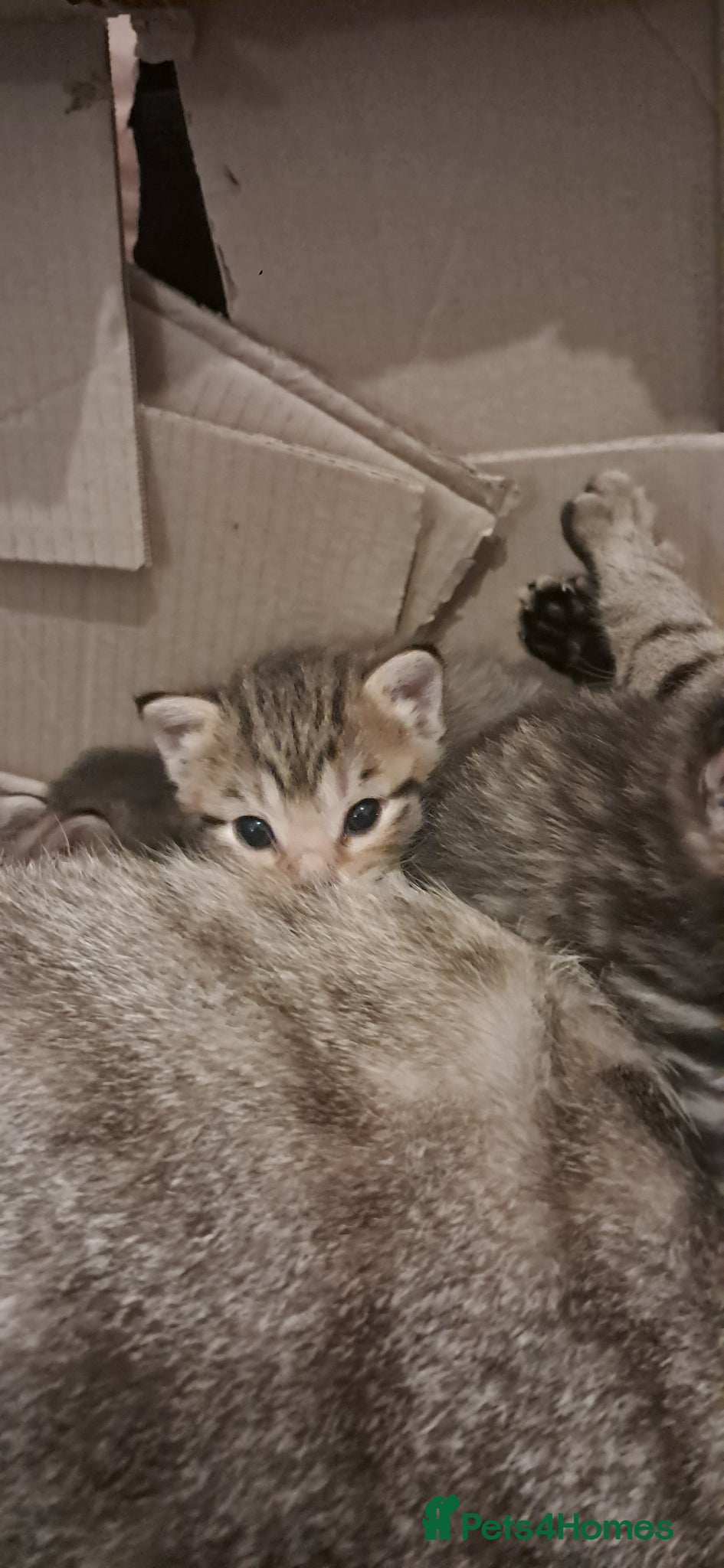 Mixed Breed cats for sale: 7 little kittens for sale  - Advert 7