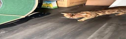 Bengal cats for sale: Exotic Bengal cat with bold rosettes  - Advert 2