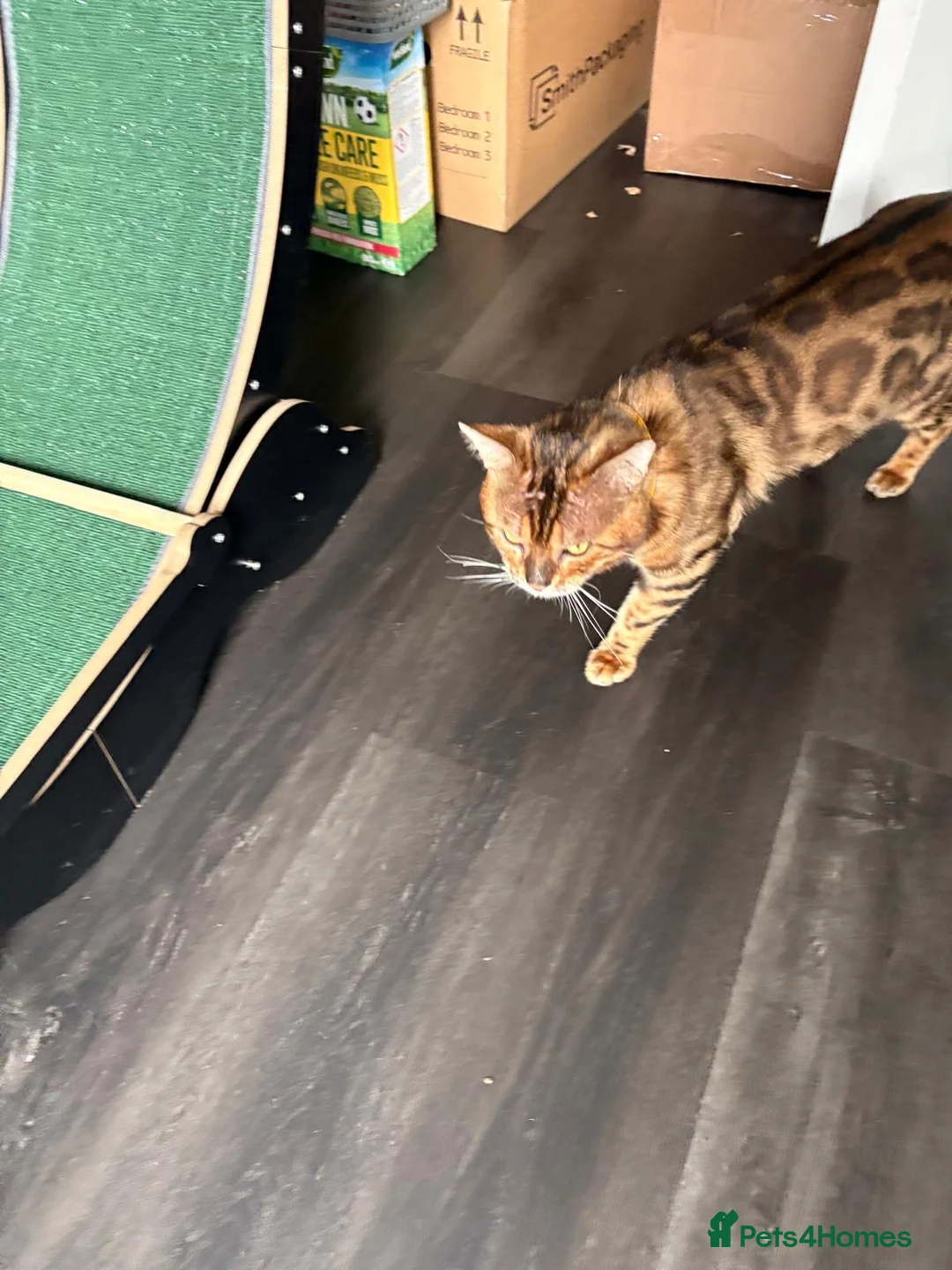 Bengal cats for sale: Exotic Bengal cat with bold rosettes  - Advert 2