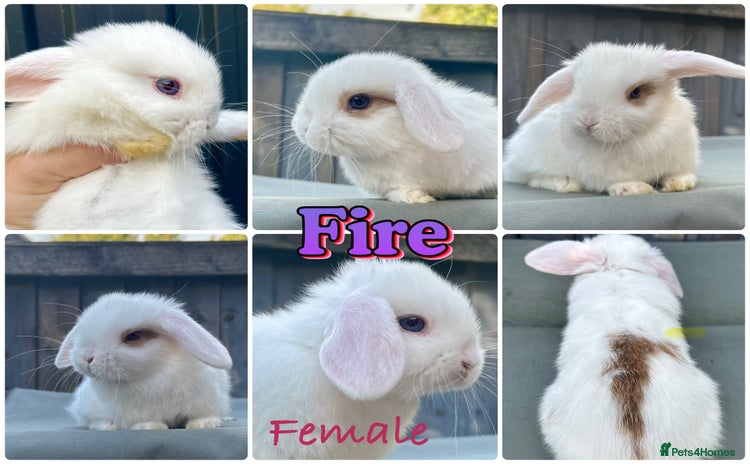 Mini Lop rabbits - Advert 14