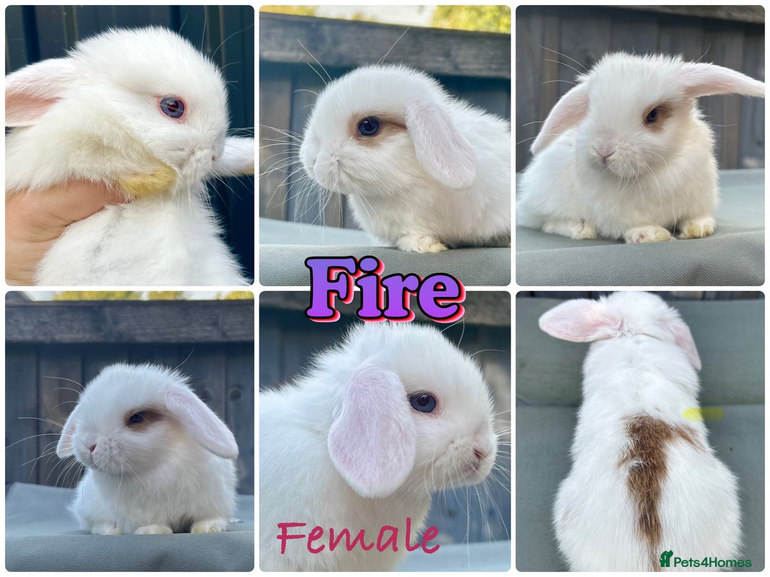 Rabbit Breeds White Lop Bunny Holland Lop Eared Miniature Bunny