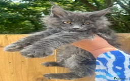Maine Coon cats for sale: STUNNING MAINE COON SMOKE (tica activereg ) - Image 8