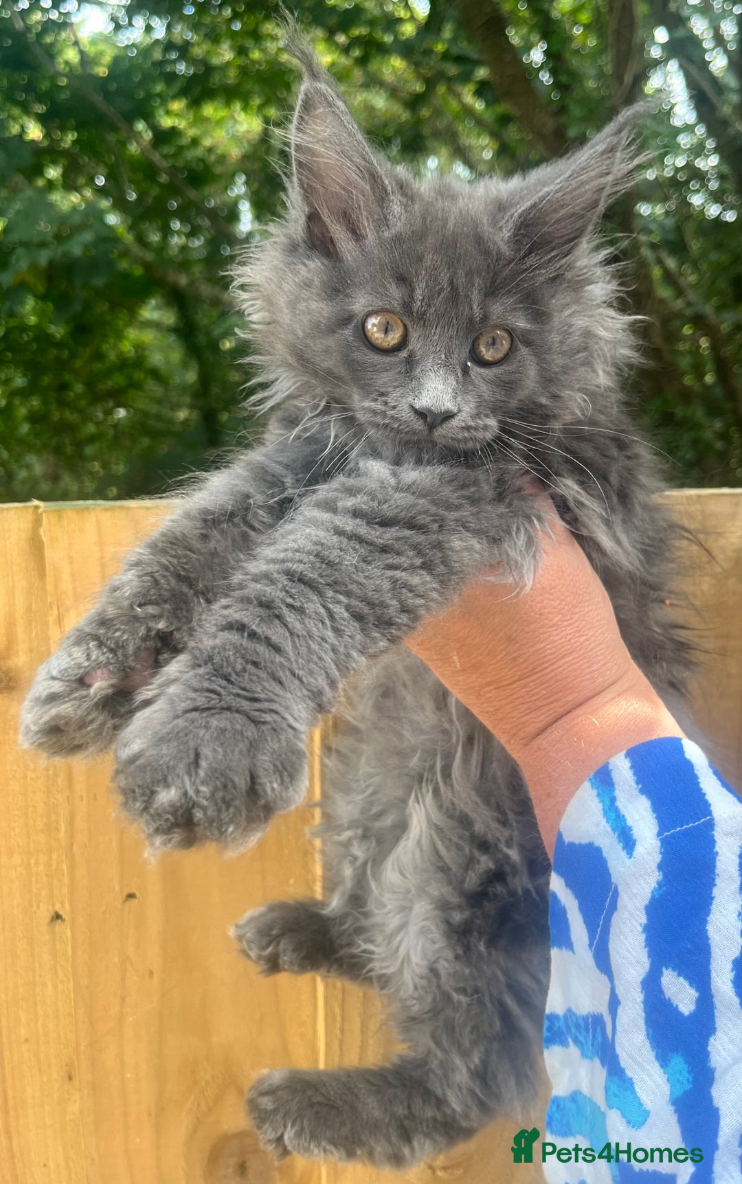 Maine Coon cats for sale: STUNNING MAINE COON SMOKE (tica activereg ) - Image 8