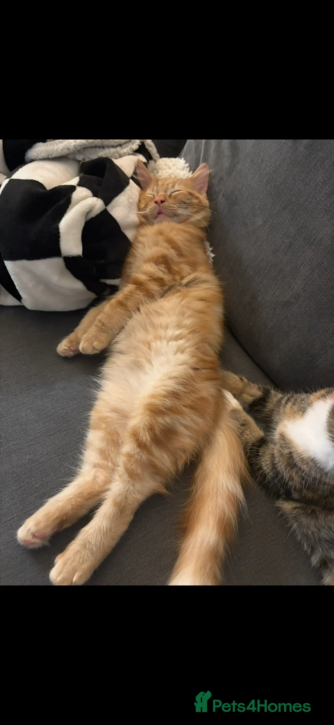 Mixed Breed cats for sale: TWO MALE BROTHERS NEEDING A NEW FAMILY - Advert 7
