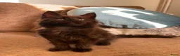 Maine Coon cats for sale: ✨ Last Remaining Black Smoke Maine Coon Kitten - Advert 4