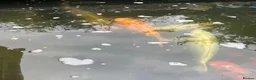 Koi Carp fish for sale: Large Japanese koi carp - Advert 2