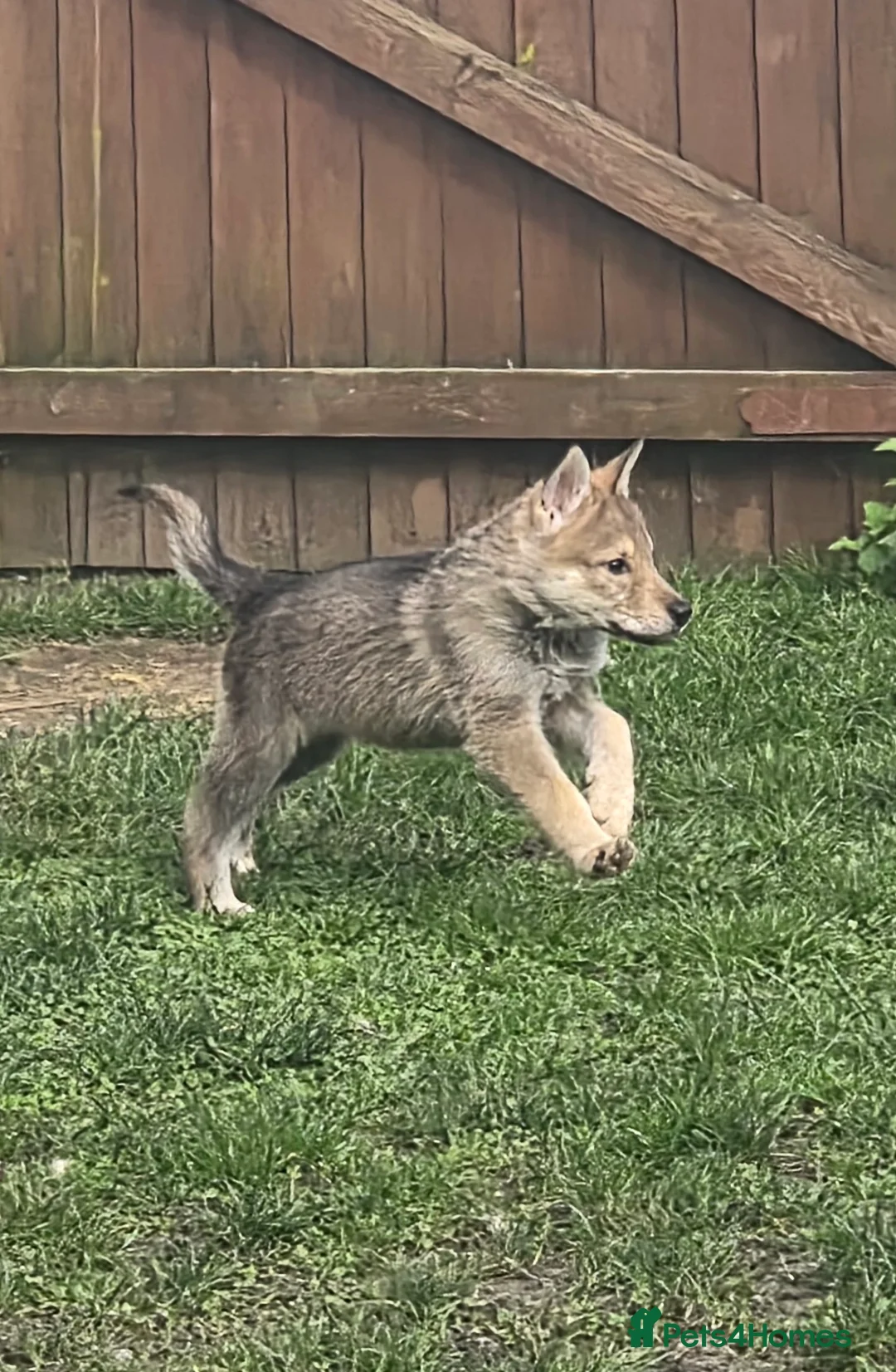 Northern Inuit dogs for sale: Tamaskan Puppies - Advert 2