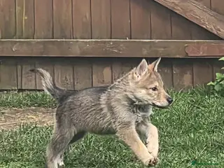 Northern Inuit dogs Tamaskan Puppies - Advert 1
