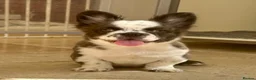 French Bulldog dogs for stud: Black brindle panda husky fluffy carrying pink  in Cardiff - Advert 5