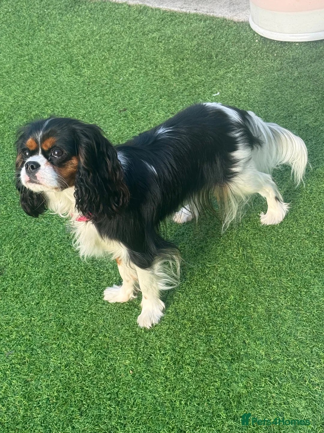 Cavalier King Charles Spaniel dogs for sale: KC Female Cavalier King Charles Spaniel 16 months  in Worksop - Advert 2