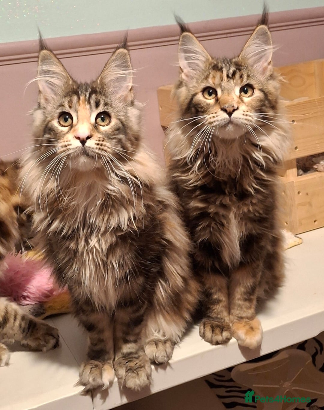 Maine Coon cats for sale: Beautiful torbie Maine Coon girls - Advert 23