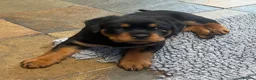 Rottweiler dogs for sale: Rottweiler huge chunky pups ready now 2 girls left - Advert 17