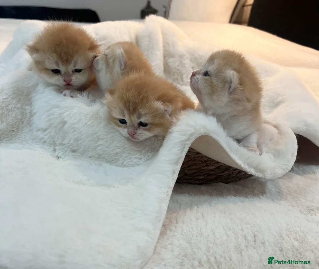 British Shorthair cats for sale: 🏆 Ny12 Golden British Shorthairs 🏆 - Advert 9