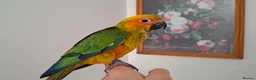 Conures birds for sale:  Male and  female  Sun Conure in Leicester - Advert 2