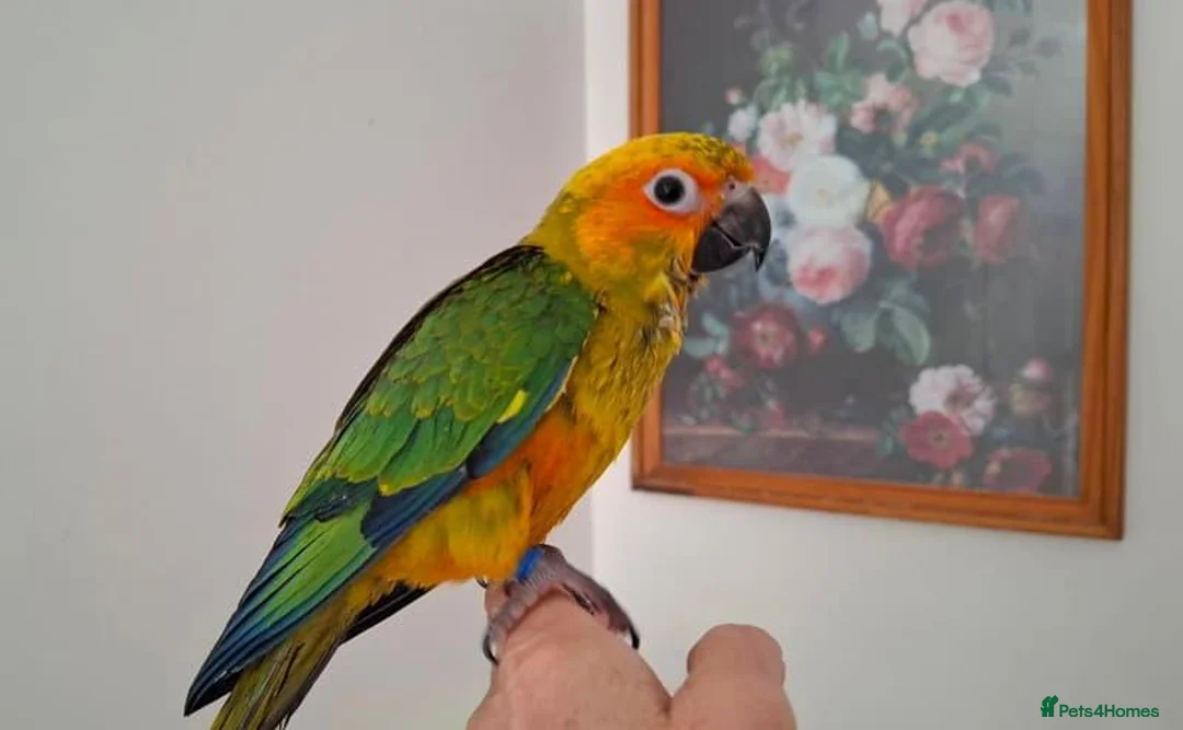 Conures birds for sale:  Male and  female  Sun Conure in Leicester - Advert 2