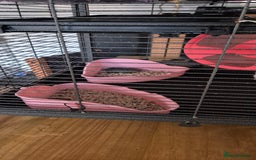 Rat rodents for sale: Pet rats with cage and accessories  - Advert 8