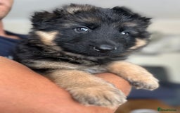 German Shepherd dogs for sale: K/C Registered German Shepherd Puppies  - Image 35