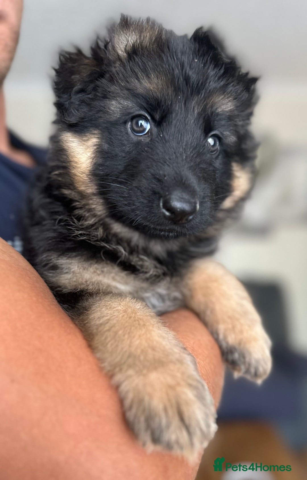 German Shepherd dogs for sale: K/C Registered German Shepherd Puppies  - Image 35