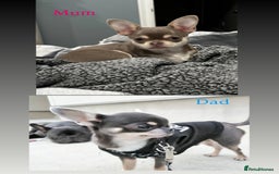 Chihuahua dogs for sale: Beautiful chihuahua puppies ready to leave now - Image 2
