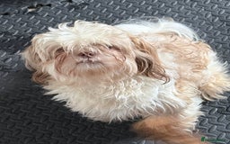 Shih Tzu dogs for sale: Male shih tzu  - Image 4