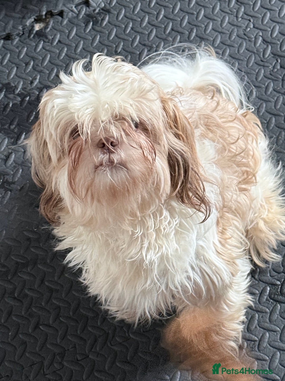 Shih Tzu dogs for sale: Male shih tzu  - Image 4