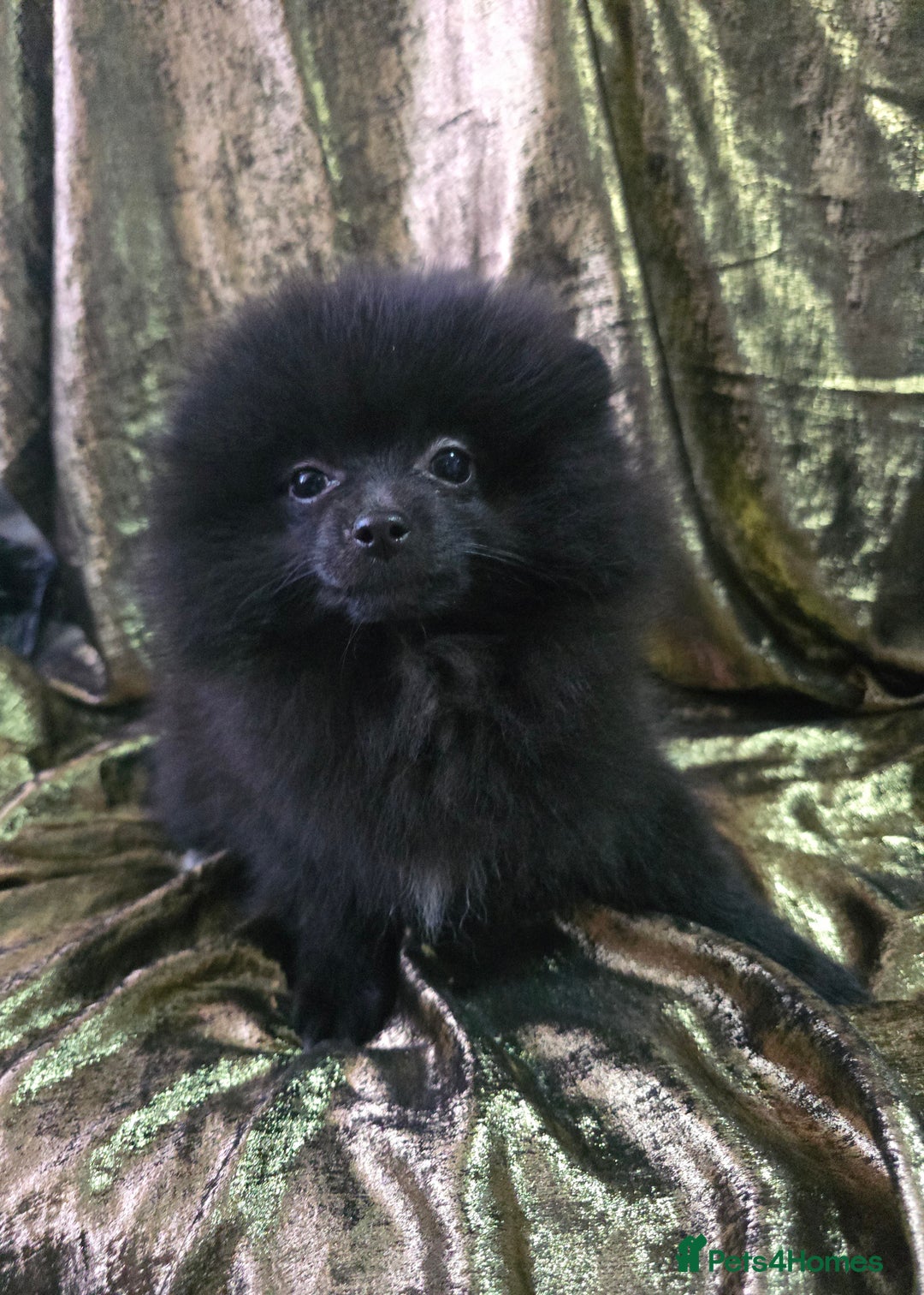 Pomeranian dogs for sale: 💜Lavender lilac chocolate merle exceptional poms - Advert 38