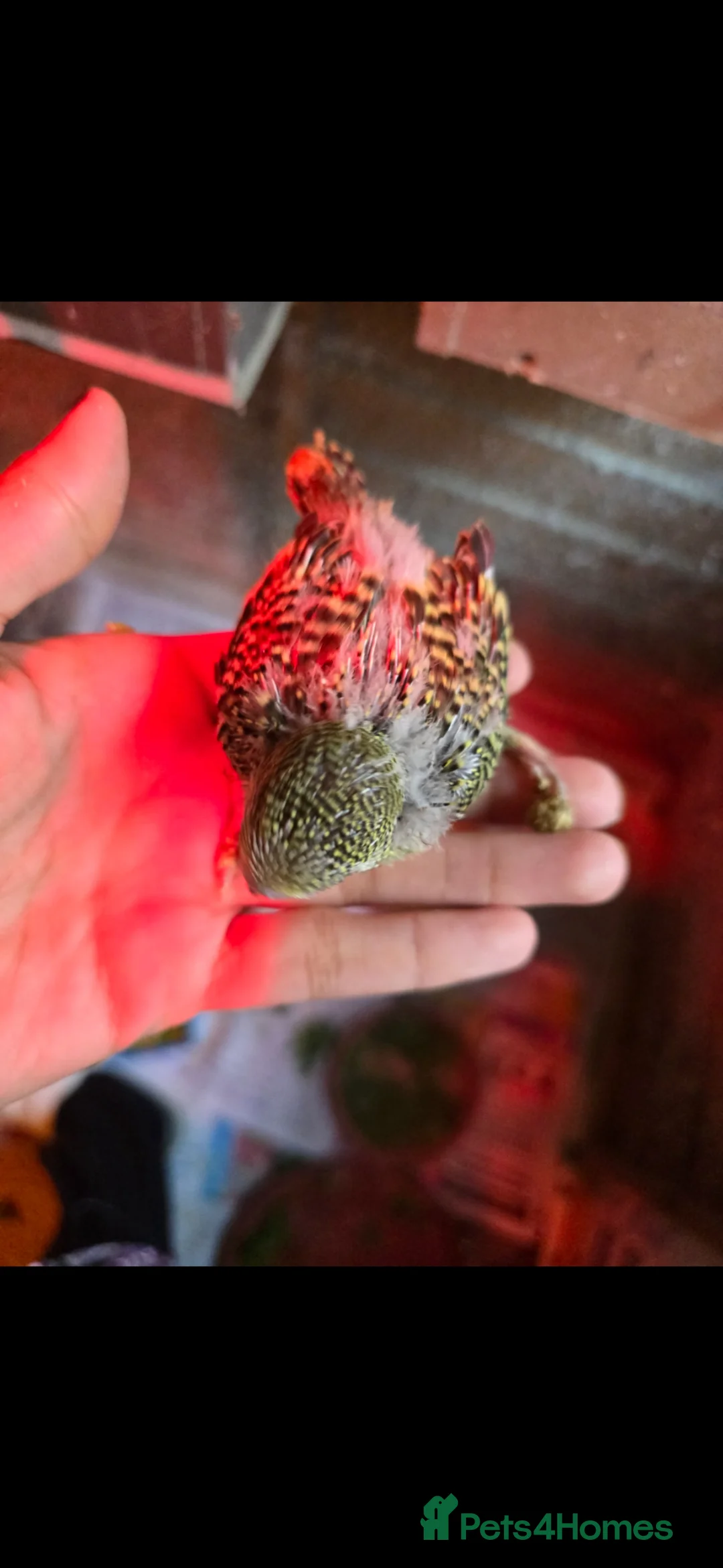 Budgerigars birds for sale: Tame baby budgies  - Advert 2