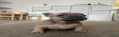 French Bulldog Puppy 3