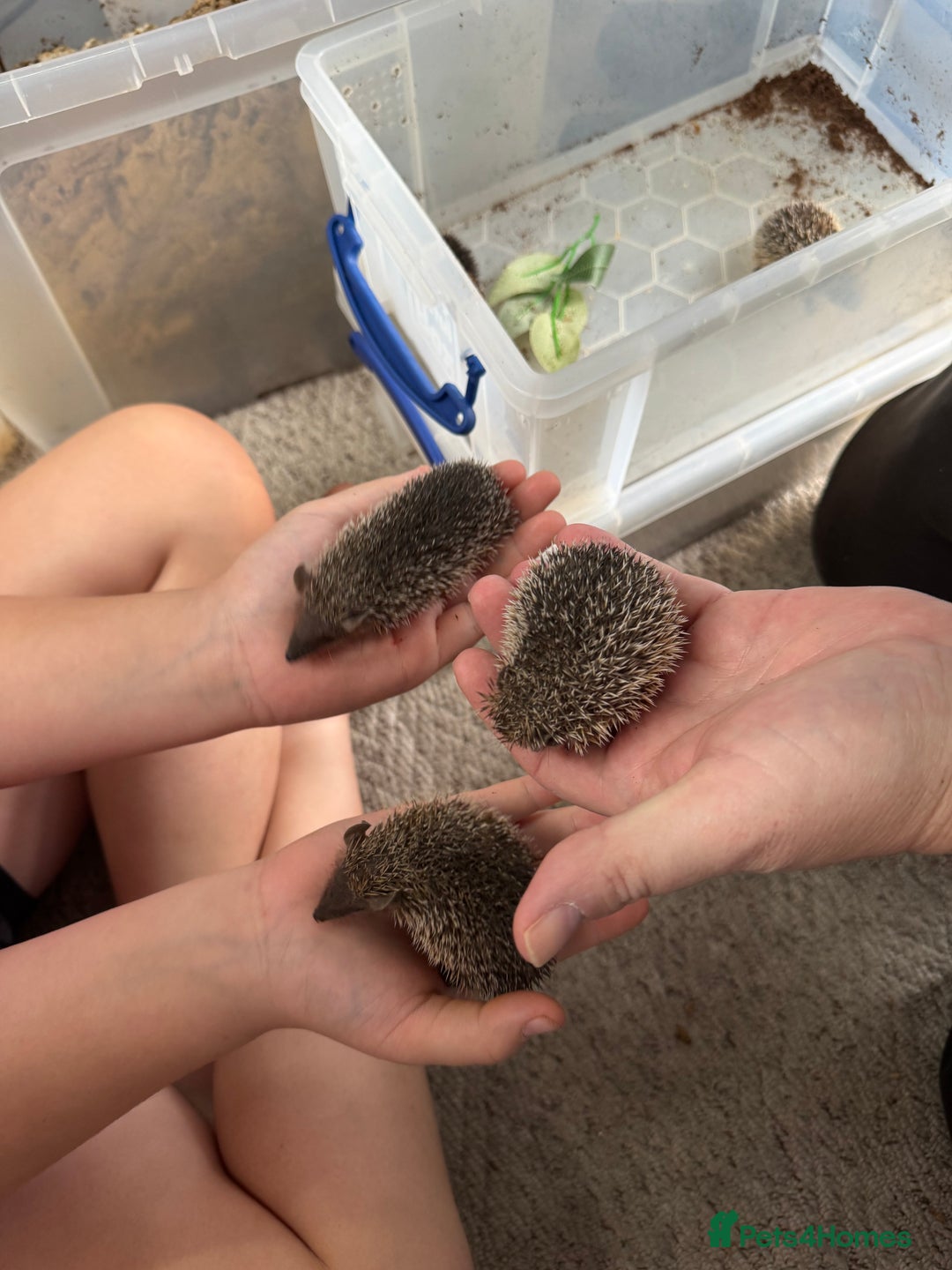 Mixed Breed rodents for sale: Baby Tenrecs - Image 3