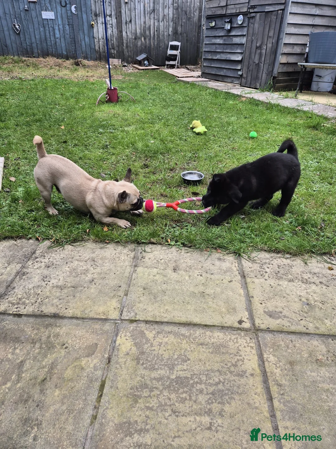 Frug dogs for sale: Frug  - Advert 9