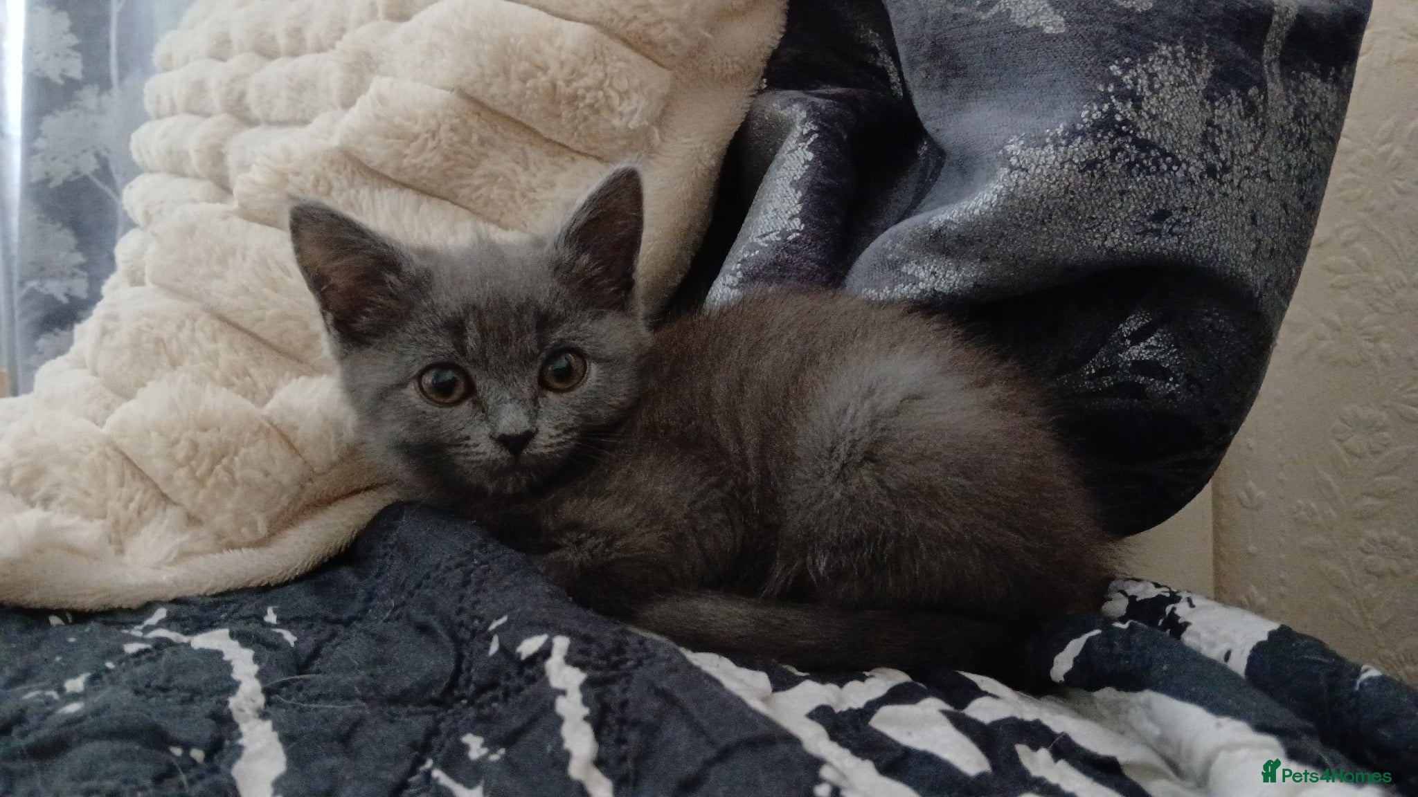 Himalayan cats Left Grey girl only - Advert 1