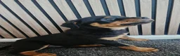 Rottweiler dogs for sale: Exceptional Rottweiler Pups- ONE GIRL LEFT. - Advert 22