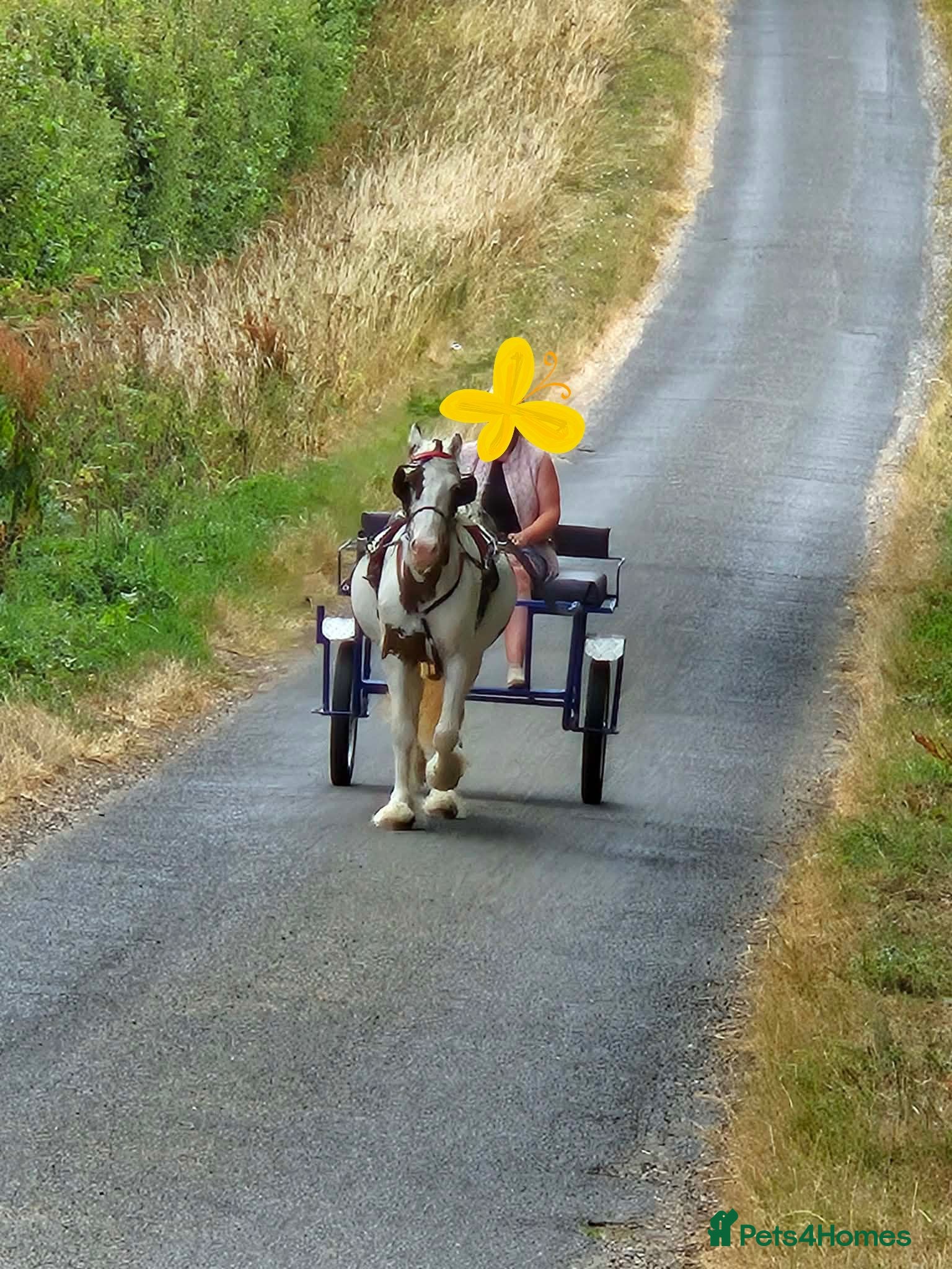 English Thoroughbred horses 13hh Ride and drive skewbald cob - Advert 2