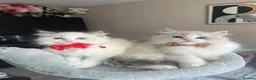 Ragdoll cats for sale: Registered Ragdoll kittens for sale - Advert 21