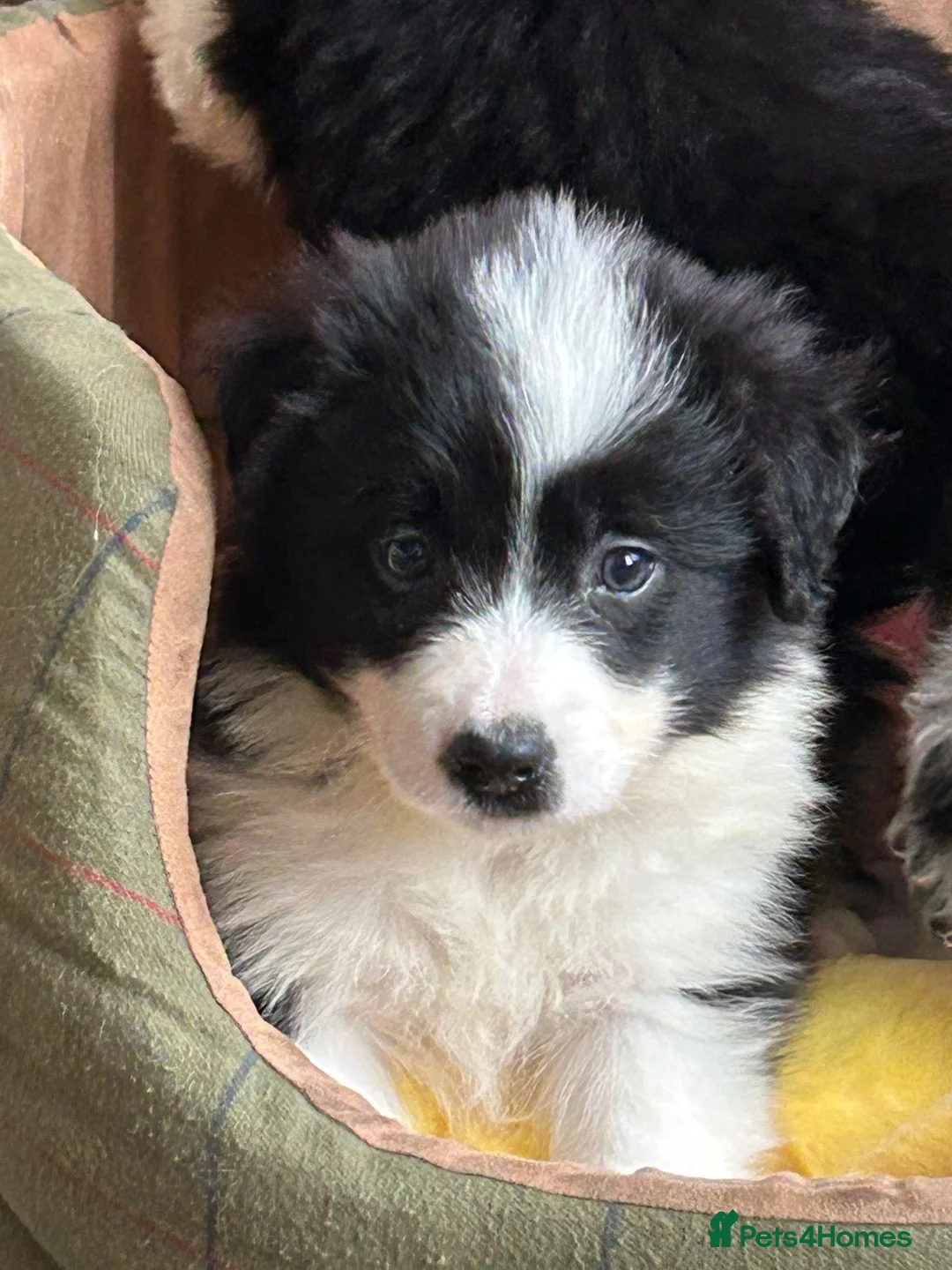 Border Collie dogs for sale: Stunning KC Reg Health Tested Border Collies - Advert 17