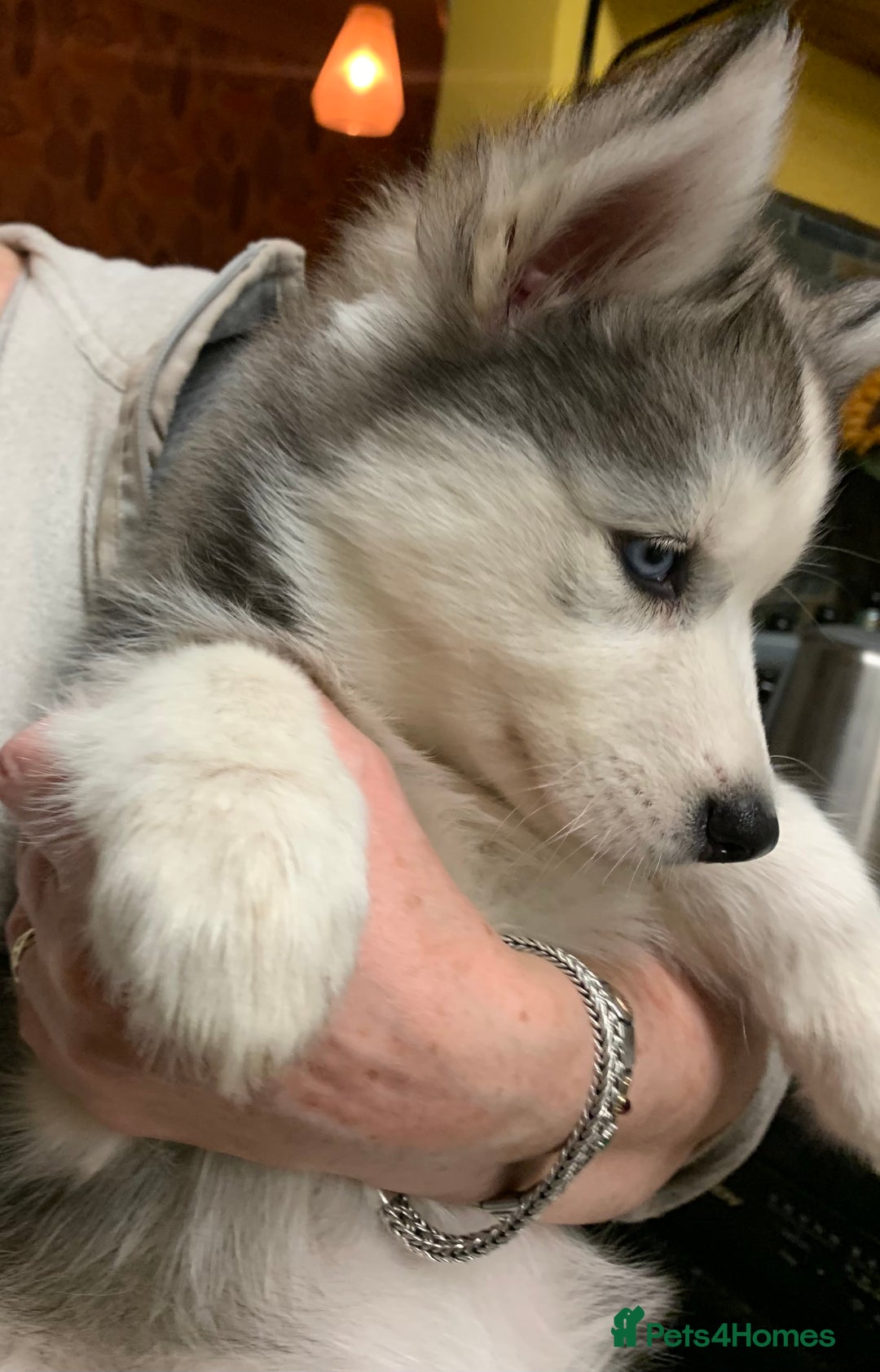 Utonagan dogs for sale: Husky x malamute  - Image 22