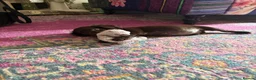 Cockapoo dogs for sale: Cocker spaniel puppies💕 - Advert 5
